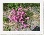 Wildflowers - Canso * 2592 x 1944 * (2.5MB)